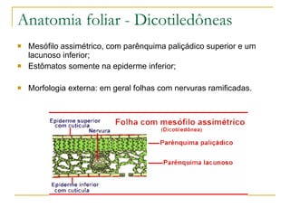 Anatomia foliar - Dicotiledôneas Mesófilo assimétrico, com parênquima paliçádico superior e um lacunoso inferior; Estômatos somente na epiderme inferior; Morfologia externa: em geral folhas com nervuras ramificadas. 