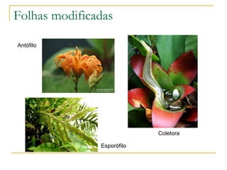 Folhas modificadas Coletora Esporófilo  Antófilo 