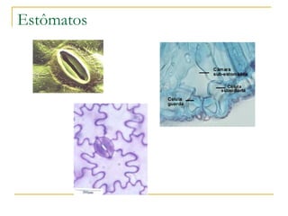 Estômatos 