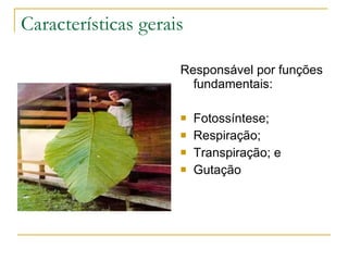 Características gerais Responsável por funções fundamentais: Fotossíntese; Respiração; Transpiração; e Gutação 