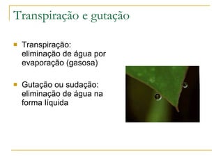 Transpiração e gutação Transpiração: eliminação de água por evaporação (gasosa) Gutação ou sudação: eliminação de água na forma líquida 