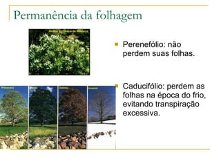 Permanência da folhagem Perenefólio: não perdem suas folhas. Caducifólio: perdem as folhas na época do frio, evitando transpiração excessiva. 
