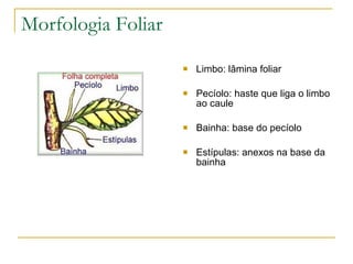 Morfologia Foliar Limbo: lâmina foliar Pecíolo: haste que liga o limbo ao caule Bainha: base do pecíolo Estípulas: anexos na base da bainha 