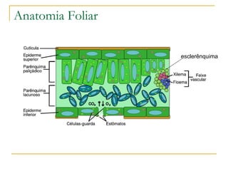 Anatomia Foliar esclerênquima 