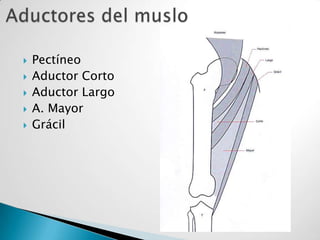    Pectíneo
   Aductor Corto
   Aductor Largo
   A. Mayor
   Grácil
 