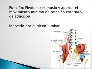    Función: Flexionar el muslo y aportar el
    movimiento mínimo de rotación externa y
    de aducción

   Inervado por el plexo lumbar
 