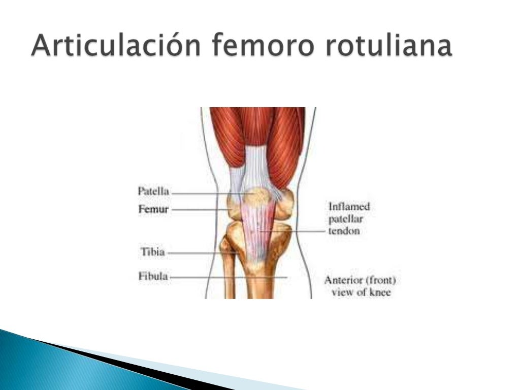 Anatomia funcional de la rodilla 2