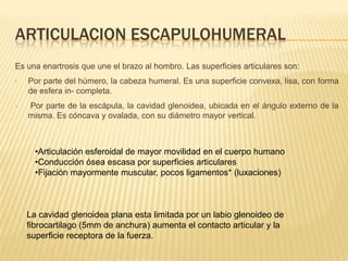 ARTICULACION ESCAPULOHUMERAL
Es una enartrosis que une el brazo al hombro. Las superficies articulares son:
•

Por parte del húmero, la cabeza humeral. Es una superficie convexa, lisa, con forma
de esfera in- completa.

•

Por parte de la escápula, la cavidad glenoidea, ubicada en el ángulo externo de la
misma. Es cóncava y ovalada, con su diámetro mayor vertical.

•Articulación esferoidal de mayor movilidad en el cuerpo humano
•Conducción ósea escasa por superficies articulares
•Fijación mayormente muscular, pocos ligamentos* (luxaciones)

La cavidad glenoidea plana esta limitada por un labio glenoideo de
fibrocartilago (5mm de anchura) aumenta el contacto articular y la
superficie receptora de la fuerza.

 