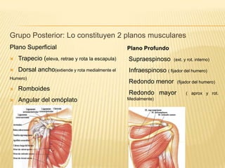 Grupo Posterior: Lo constituyen 2 planos musculares
Plano Superficial

Plano Profundo



Trapecio (eleva, retrae y rota la escapula)

Supraespinoso



Dorsal ancho(extiende y rota medialmente el

Infraespinoso ( fijador del humero)

Humero)



Romboides
Angular del omóplato

(ext. y rot. interno)

Redondo menor
Redondo mayor
Medialmente)

(fijador del humero)
( aprox y rot.

 