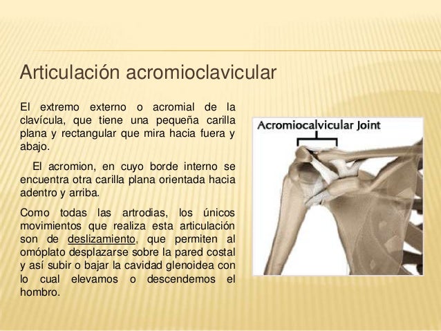Anatomia funcional del hombro Anatomia funcional del hombro