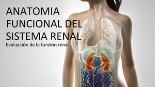 ANATOMIA
FUNCIONAL DEL
SISTEMA RENAL
Evaluación de la función renal
 