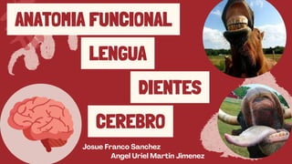 LENGUA
CEREBRO
Josue Franco Sanchez
DIENTES
ANATOMIA FUNCIONAL
Angel Uriel Martin Jimenez
 