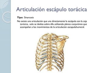 Articulación escápulo torácica
Tipo: Sinarcosis
No existe una articulación que una directamente la escápula con la caja
torácica, solo se desliza sobre élla utilizando planos conjuntivos que
acompañan a los movimientos de la articulación escapulohumeral.
 