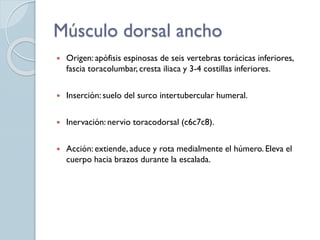 Músculo dorsal ancho
 Origen: apófisis espinosas de seis vertebras torácicas inferiores,
fascia toracolumbar, cresta iliaca y 3-4 costillas inferiores.
 Inserción: suelo del surco intertubercular humeral.
 Inervación: nervio toracodorsal (c6c7c8).
 Acción: extiende, aduce y rota medialmente el húmero. Eleva el
cuerpo hacia brazos durante la escalada.
 