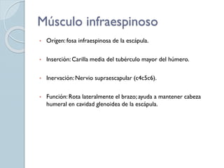 Músculo infraespinoso
• Orígen: fosa infraespinosa de la escápula.
• Inserción: Carilla media del tubérculo mayor del húmero.
• Inervación: Nervio supraescapular (c4c5c6).
• Función: Rota lateralmente el brazo; ayuda a mantener cabeza
humeral en cavidad glenoidea de la escápula.
 