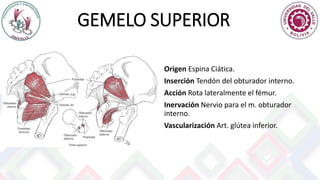 GEMELO SUPERIOR
Origen Espina Ciática.
Inserción Tendón del obturador interno.
Acción Rota lateralmente el fémur.
Inervación Nervio para el m. obturador
interno.
Vascularización Art. glútea inferior.
 