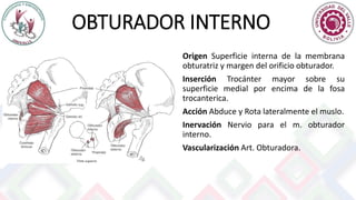 OBTURADOR INTERNO
Origen Superficie interna de la membrana
obturatriz y margen del orificio obturador.
Inserción Trocánter mayor sobre su
superficie medial por encima de la fosa
trocanterica.
Acción Abduce y Rota lateralmente el muslo.
Inervación Nervio para el m. obturador
interno.
Vascularización Art. Obturadora.
 