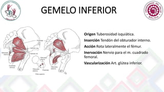 GEMELO INFERIOR
Origen Tuberosidad isquiática.
Inserción Tendón del obturador interno.
Acción Rota lateralmente el fémur.
Inervación Nervio para el m. cuadrado
femoral.
Vascularización Art. glútea inferior.
 