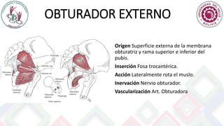 OBTURADOR EXTERNO
Origen Superficie externa de la membrana
obturatriz y rama superior e inferior del
pubis.
Inserción Fosa trocantérica.
Acción Lateralmente rota el muslo.
Inervación Nervio obturador.
Vascularización Art. Obturadora
 