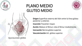PLANO MEDIO
GLUTEO MEDIO
Origen Superficie externa del ilión entre la línea glútea
posterior y anterior.
Inserción Trocánter mayor.
Acción Abduce el fémur; rota el fémur medialmente.
Inervación Nervio glúteo superior.
Vascularización Art. glútea superior.
 
