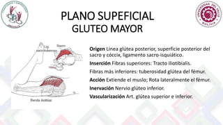 PLANO SUPEFICIAL
GLUTEO MAYOR
Origen Línea glútea posterior, superficie posterior del
sacro y cóccix, ligamento sacro-isquiático.
Inserción Fibras superiores: Tracto iliotibialis.
Fibras más inferiores: tuberosidad glútea del fémur.
Acción Extiende el muslo; Rota lateralmente el fémur.
Inervación Nervio glúteo inferior.
Vascularización Art. glútea superior e inferior.
 