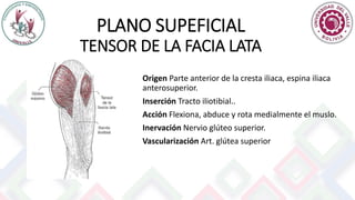 PLANO SUPEFICIAL
TENSOR DE LA FACIA LATA
Origen Parte anterior de la cresta iliaca, espina iliaca
anterosuperior.
Inserción Tracto iliotibial..
Acción Flexiona, abduce y rota medialmente el muslo.
Inervación Nervio glúteo superior.
Vascularización Art. glútea superior
 