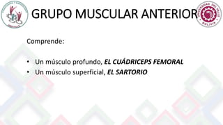 GRUPO MUSCULAR ANTERIOR
Comprende:
• Un músculo profundo, EL CUÁDRICEPS FEMORAL
• Un músculo superficial, EL SARTORIO
 