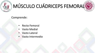 MÚSCULO CUÁDRICEPS FEMORAL
Comprende:
• Recto Femoral
• Vasto Medial
• Vasto Lateral
• Vasto Intermedio
 