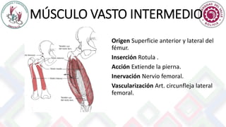 MÚSCULO VASTO INTERMEDIO
Origen Superficie anterior y lateral del
fémur.
Inserción Rotula .
Acción Extiende la pierna.
Inervación Nervio femoral.
Vascularización Art. circunfleja lateral
femoral.
 