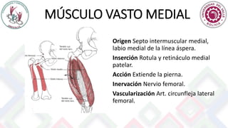 MÚSCULO VASTO MEDIAL
Origen Septo intermuscular medial,
labio medial de la línea áspera.
Inserción Rotula y retináculo medial
patelar.
Acción Extiende la pierna.
Inervación Nervio femoral.
Vascularización Art. circunfleja lateral
femoral.
 