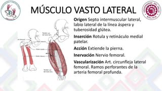 MÚSCULO VASTO LATERAL
Origen Septo intermuscular lateral,
labio lateral de la línea áspera y
tuberosidad glútea.
Inserción Rotula y retináculo medial
patelar.
Acción Extiende la pierna.
Inervación Nervio femoral.
Vascularización Art. circunfleja lateral
femoral. Ramos perforantes de la
arteria femoral profunda.
 