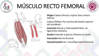 MÚSCULO RECTO FEMORAL
Origen Cabeza Directa: espina iliaca antero
inferior.
Cabeza Refleja: Por encima del borde superior
del acetábulo.
Inserción Rotula y Tuberosidad tibial, vía
ligamento rotuliano.
Acción Extiende la pierna; flexiona el muslo.
Inervación Nervio femoral.
Vascularización Art. circunfleja lateral femoral.
 