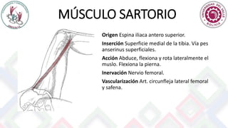 MÚSCULO SARTORIO
Origen Espina iliaca antero superior.
Inserción Superficie medial de la tibia. Vía pes
anserinus superficiales.
Acción Abduce, flexiona y rota lateralmente el
muslo. Flexiona la pierna.
Inervación Nervio femoral.
Vascularización Art. circunfleja lateral femoral
y safena.
 