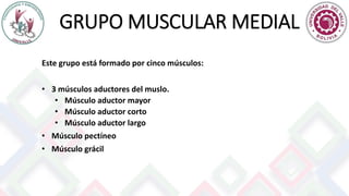 GRUPO MUSCULAR MEDIAL
Este grupo está formado por cinco músculos:
• 3 músculos aductores del muslo.
• Músculo aductor mayor
• Músculo aductor corto
• Músculo aductor largo
• Músculo pectíneo
• Músculo grácil
 