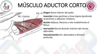 MÚSCULO ADUCTOR CORTO
Origen Ramo inferior del pubis.
Inserción Línea pectínea y línea áspera (profundo
al pectíneo y adductor mediano.
Acción Adduce, flexiona y rota medialmente el
fémur.
Inervación Nervio división anterior del nervio
obturador.
Vascularización Art. obturadora y femoral
profunda.
 