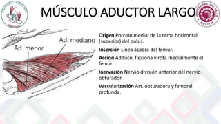 MÚSCULO ADUCTOR LARGO
Origen Porción medial de la rama horizontal
(superior) del pubis.
Inserción Línea áspera del fémur.
Acción Adduce, flexiona y rota medialmente el
fémur.
Inervación Nervio división anterior del nervio
obturador.
Vascularización Art. obturadora y femoral
profunda.
 
