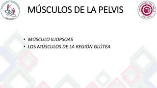 MÚSCULOS DE LA PELVIS
• MÚSCULO ILIOPSOAS
• LOS MÚSCULOS DE LA REGIÓN GLÚTEA
 
