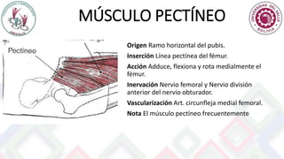 MÚSCULO PECTÍNEO
Origen Ramo horizontal del pubis.
Inserción Línea pectínea del fémur.
Acción Adduce, flexiona y rota medialmente el
fémur.
Inervación Nervio femoral y Nervio división
anterior del nervio obturador.
Vascularización Art. circunfleja medial femoral.
Nota El músculo pectíneo frecuentemente
 