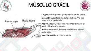 MÚSCULO GRÁCIL
Origen Sínfisis púbica y Ramo inferior del pubis.
Inserción Superficie medial de la tibia. Vía pes
anserinus superficialis
Acción Adduce, flexiona y rota medialmente el
muslo. Flexiona la pierna.
Inervación Nervio división anterior del nervio
obturador.
Vascularización Art. obturadora.
 