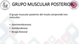 GRUPO MUSCULAR POSTERIOR
El grupo muscular posterior del muslo comprende tres
músculos:
• Semimembranoso
• Semitendinoso
• Bíceps femoral
 