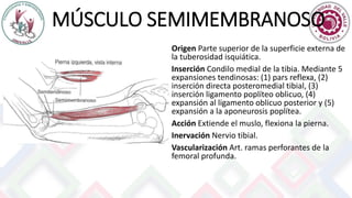 MÚSCULO SEMIMEMBRANOSO
Origen Parte superior de la superficie externa de
la tuberosidad isquiática.
Inserción Condilo medial de la tibia. Mediante 5
expansiones tendinosas: (1) pars reflexa, (2)
inserción directa posteromedial tibial, (3)
inserción ligamento poplíteo oblicuo, (4)
expansión al ligamento oblicuo posterior y (5)
expansión a la aponeurosis poplítea.
Acción Extiende el muslo, flexiona la pierna.
Inervación Nervio tibial.
Vascularización Art. ramas perforantes de la
femoral profunda.
 