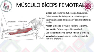 MÚSCULO BÍCEPS FEMOTRAL
Origen Cabeza larga: Tuberosidad isquiática.
Cabeza corta: labio lateral de la línea áspera.
Inserción Cabeza del peroné y condilo lateral de
la tibia.
Acción Extiende el muslo, flexiona la pierna.
Inervación Cabeza larga : Nervio tibial.
Cabeza corta: nervio común fibular (perineal).
Vascularización Art. ramas perforantes de la
femoral profunda.
 