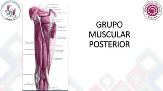 GRUPO
MUSCULAR
POSTERIOR
 