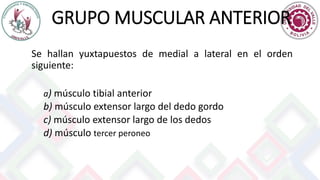 GRUPO MUSCULAR ANTERIOR
Se hallan yuxtapuestos de medial a lateral en el orden
siguiente:
a) músculo tibial anterior
b) músculo extensor largo del dedo gordo
c) músculo extensor largo de los dedos
d) músculo tercer peroneo
 