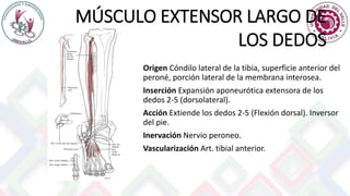MÚSCULO EXTENSOR LARGO DE
LOS DEDOS
Origen Cóndilo lateral de la tibia, superficie anterior del
peroné, porción lateral de la membrana interosea.
Inserción Expansión aponeurótica extensora de los
dedos 2-5 (dorsolateral).
Acción Extiende los dedos 2-5 (Flexión dorsal). Inversor
del pie.
Inervación Nervio peroneo.
Vascularización Art. tibial anterior.
 