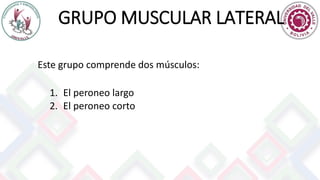GRUPO MUSCULAR LATERAL
Este grupo comprende dos músculos:
1. El peroneo largo
2. El peroneo corto
 