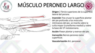 MÚSCULO PERONEO LARGO
Origen 2 Tercio superiores de la superficie
lateral del perone.
Inserción Tras cruzar la superficie plantar
del pie profundo a los músculos
intrinsecos del pie, se inserta sobre la
cuña mayor (cuneiforme medial) y sobre
la base del 1º metatarsiano.
Acción Flexor plantar y eversor del pie.
Inervación Nervio peroneo ramo
superficial.
Vascularización Art. peroneal.
 