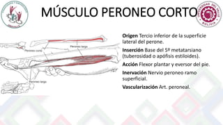 MÚSCULO PERONEO CORTO
Origen Tercio inferior de la superficie
lateral del perone.
Inserción Base del 5º metatarsiano
(tuberosidad o apófisis estiloides).
Acción Flexor plantar y eversor del pie.
Inervación Nervio peroneo ramo
superficial.
Vascularización Art. peroneal.
 