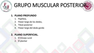 GRUPO MUSCULAR POSTERIOR
1. PLANO PROFUNDO
1. Poplíteo,
2. Flexor largo de los dedos,
3. Tibial posterior
4. Flexor largo del dedo gordo
2. PLANO SUPERFICIAL.
1. El tríceps sural
2. El plantar
 