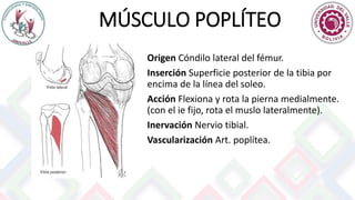MÚSCULO POPLÍTEO
Origen Cóndilo lateral del fémur.
Inserción Superficie posterior de la tibia por
encima de la línea del soleo.
Acción Flexiona y rota la pierna medialmente.
(con el ie fijo, rota el muslo lateralmente).
Inervación Nervio tibial.
Vascularización Art. poplítea.
 